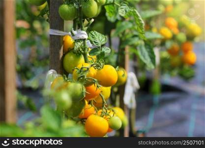 Yellow tomatoes ripen on a branch in the garden. Variety yellow tomatoes .. Yellow tomatoes ripen on a branch in the garden. Variety yellow tomatoes