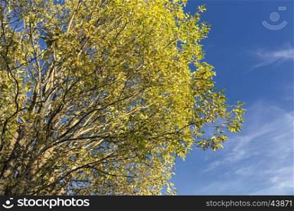 Yellow tree and blue sky