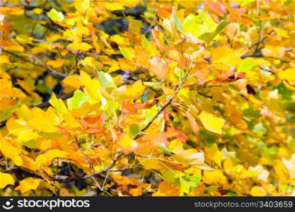Yellow tree foliage natural autumn background