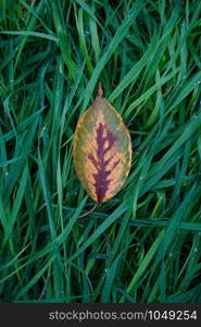 yellow tree leaf in the nature in autumn, autumn colors