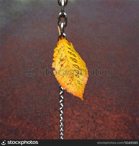 yellow tree leaf in the nature in autumn, autumn colors