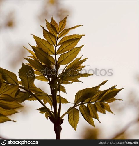 yellow tree leaves in the nature in spring