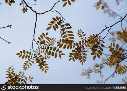 yellow tree leaves in the nature in springtime