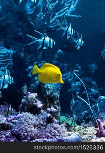 Yellow tropical fish in blue coral reef water aquarium. Yellow tropical fish in blue