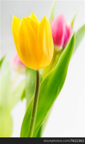 Yellow tulip closeup on a background of red flowers and green stems.