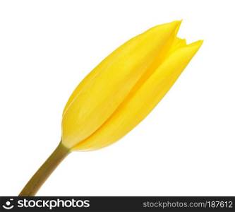 yellow tulip flower bud, isolated on white background. Yellow Tulip Flower Bud