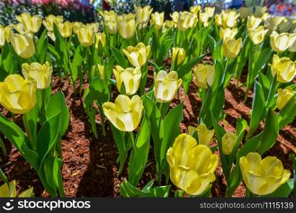 Yellow Tulip flower with green leaf in tulip field agriculture background decoration in the garden