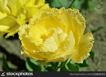 Yellow tulip flower with needle terry petals in nature. Wonderful double yellow tulipa closeup. Yellow tulip flower