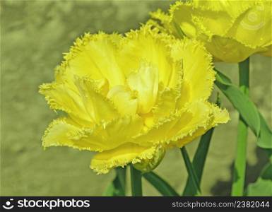 Yellow tulip flower with needle terry petals in nature. Wonderful double yellow tulipa closeup. Yellow tulip flower