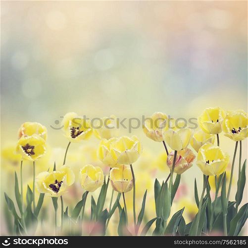 Yellow tulip flowers in the garden