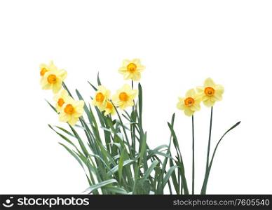 Yellow tulip flowers isolated on white background