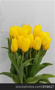 Yellow tulip flowers isolated on white background, for your creative design and decoration. Yellow tulips isolated on white. Yellow tulip flowers isolated on white background, for your creative design and decoration