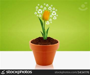 yellow tulip in garden pot with recycle sign around, Ecological awareness concept