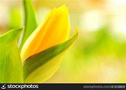 yellow tulip isolated