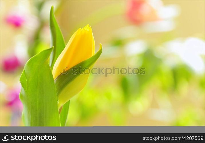 yellow tulip isolated