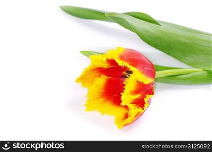 yellow tulip isolated on white