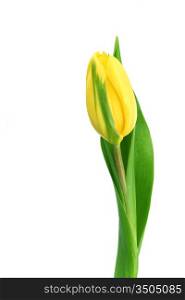 yellow tulip isolated on white