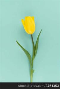 Yellow tulip on a green background. Mimimalistic flat lay stock photo.. Yellow tulip on green background. Mimimalistic flat lay stock photo.