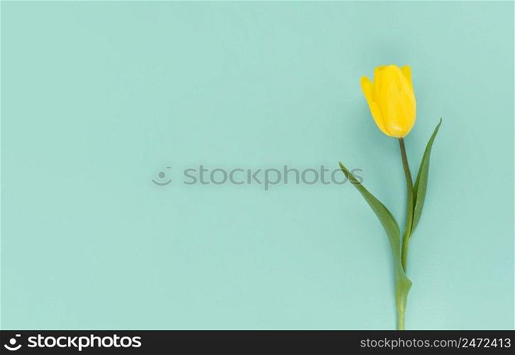 Yellow tulip on a green background. Mimimalistic flat lay with copy space.. Yellow tulip on green background. Mimimalistic flat lay with copy space.
