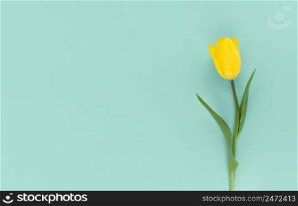 Yellow tulip on a green background. Mimimalistic flat lay with copy space.. Yellow tulip on green background. Mimimalistic flat lay with copy space.