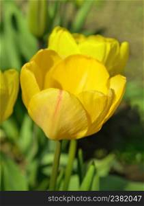 Yellow tulip on green background. Blooming spring flower tulip. Yellow tulip flower