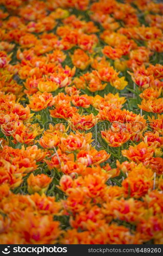 yellow tulips bloom in spring field in Holland. yellow tulips