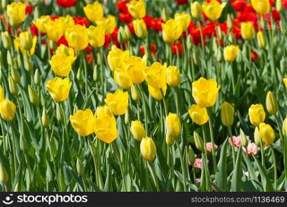 Yellow tulips bloomed in a spring park