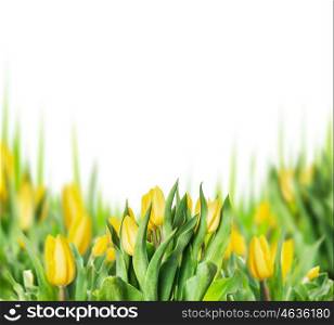 Yellow tulips blooming plant on white background