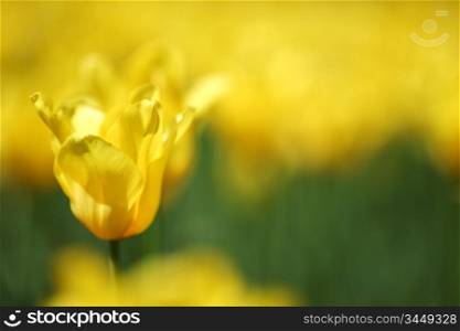 yellow tulips close up