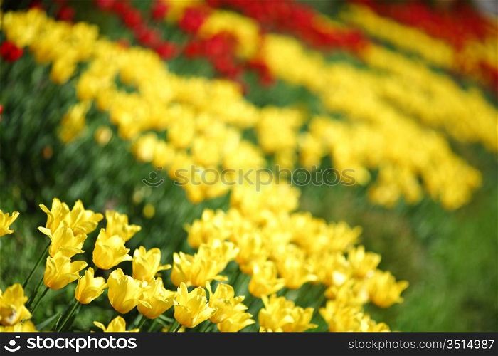 yellow tulips close up