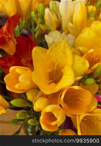 yellow tulips close-up. shallow depth of focus. selective focus.