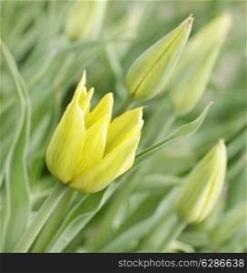 Yellow Tulips, Close Up Shot