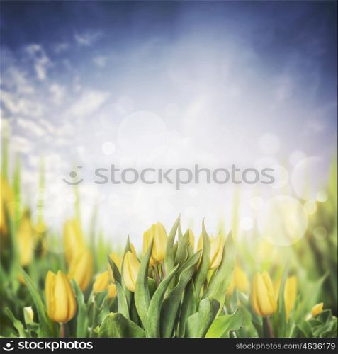 Yellow tulips flowerbed in garden or park on sky background