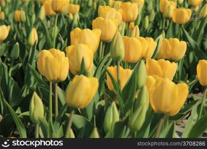 Yellow tulips growing in a field