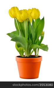 yellow tulips in a pot ready for planting