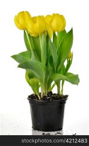 yellow tulips in a pot ready for planting