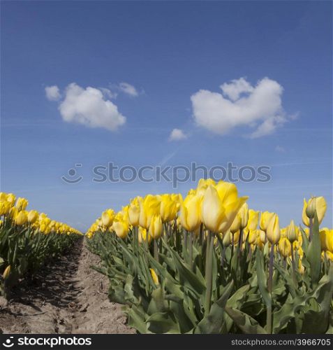 yellow tulips in flower field with blue sky and two clouds in the dutch noordoostpolder from low angle