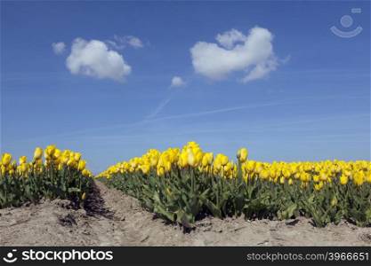 yellow tulips in flower field with blue sky and two clouds in the netherlands