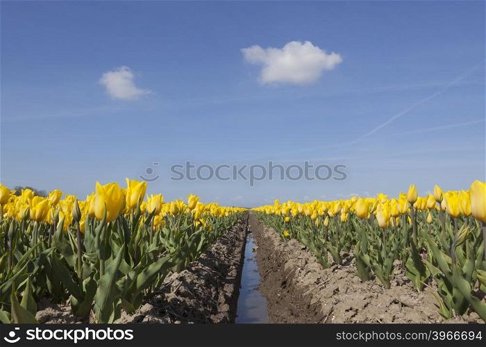 yellow tulips in flower field with blue sky in the dutch noordoostpolder from low angle