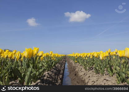 yellow tulips in flower field with blue sky in the dutch noordoostpolder from low angle