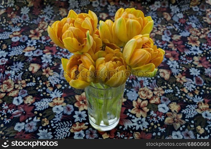 Yellow tulips in the glass vase over coloured background, Sofia, Bulgaria