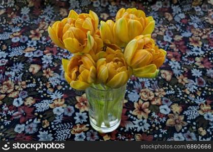Yellow tulips in the glass vase over coloured background, Sofia, Bulgaria