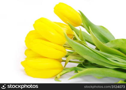 yellow tulips isolated on white background