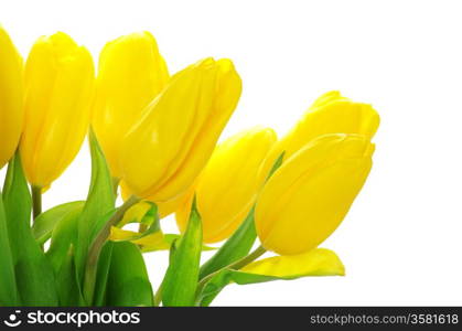 yellow tulips isolated on white background