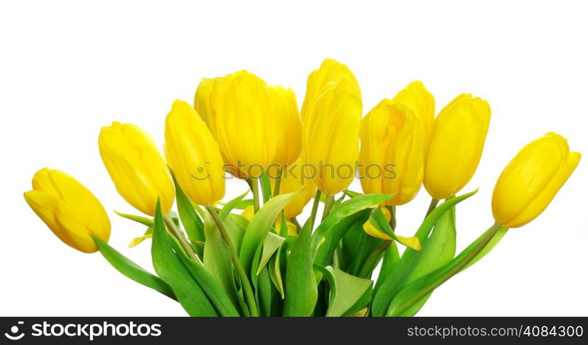 yellow tulips isolated on white background