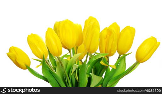 yellow tulips isolated on white background