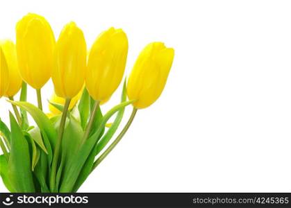 yellow tulips isolated on white background
