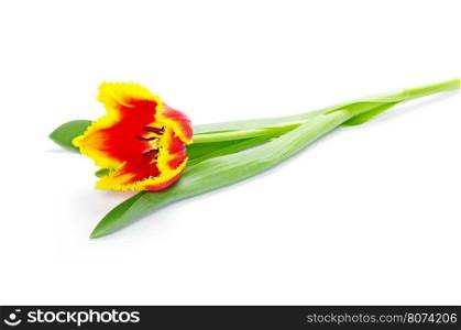Yellow tulips isolated on white background&#xA;&#xA;