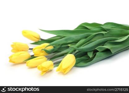 Yellow tulips lying on a white background