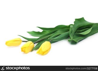 Yellow tulips lying on a white background